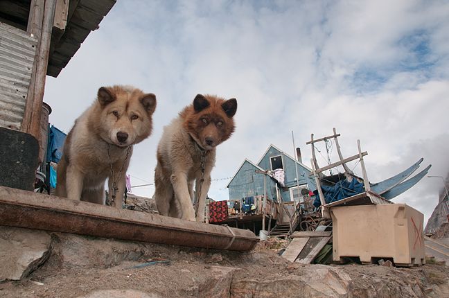 Two dogs peering down off a porch.