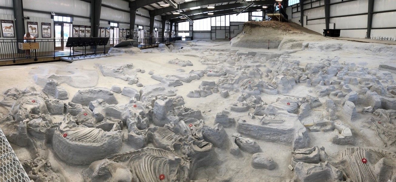 A field of exposed rhino skeletons under an enclosed barn