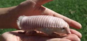 The pink fairy armadillo.