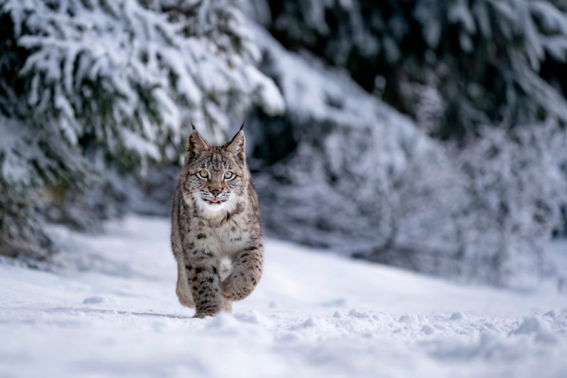 A Eurasian lynx runs across the snow
