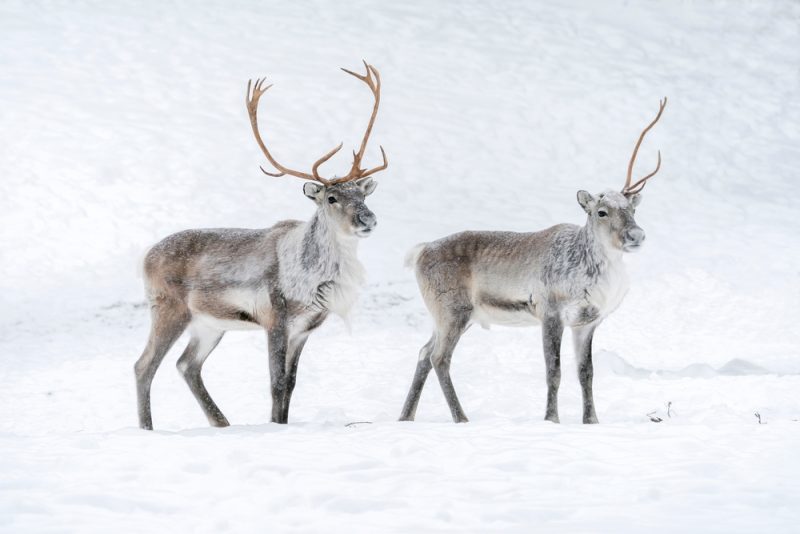 Two reindeer in the snow.