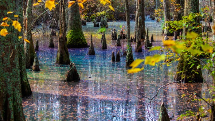 rainbow colors shimmer across the surface of a swamp.