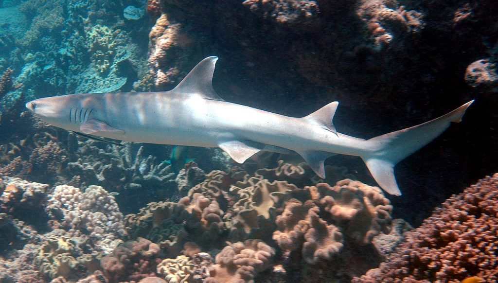 reef shark