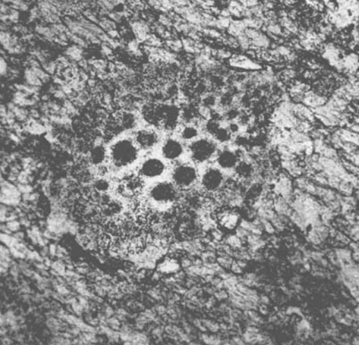 A microscopic fossil of a sea lily in Everest limestone.
